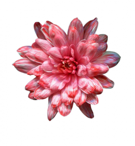 26