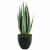Деревья